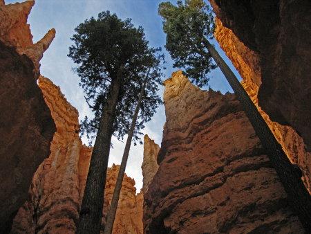 Bryce Canyon : au fond du canyon