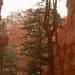Bryce Canyon : au fond du canyon