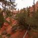 Bryce Canyon : au fond du canyon