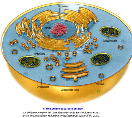 Cellule-eucaryote-6-450.jpg