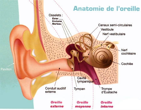 Anatomie-de-l'oreille-450.jpg