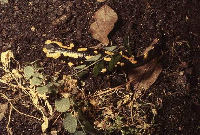 Salamandre2-1.jpg