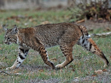 lynx,jura,franche-comté,raydelet,biodiversité,prédateurs,loup-cervier,felis lynx