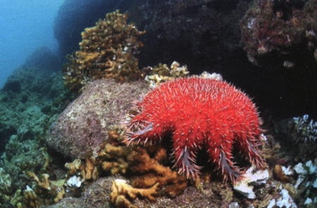 coraux,antilles,cnidaires,anthozoaires,scléractiniaires,madrépores,récif corallien,caraïbe