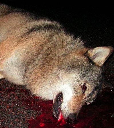 loup, suède,extinction d'espèces,prédation humaine,prédation,prédateurs, grands canidés,