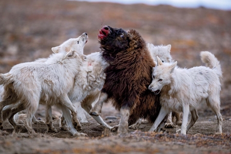 prédateurs arctiques,loups,herbivores arctiques,bisons,bœufs musqués