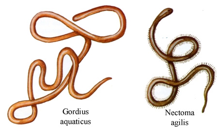 Gordius+Nectoma-450.jpg