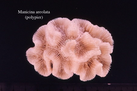 057Manicina areolata2-1.jpg
