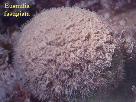 27Eusmilia fastigiata-1.jpg