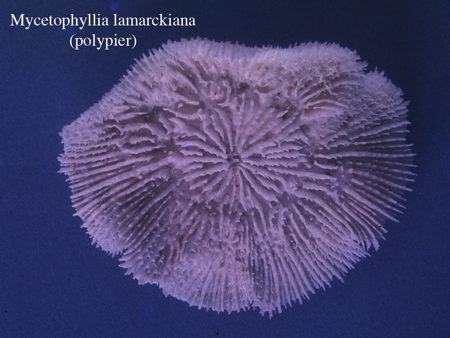 059Mycetophyllia lamarckiana2-1.jpg