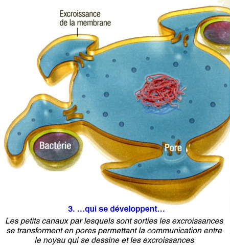 Cellule-eucaryote-3-450.jpg