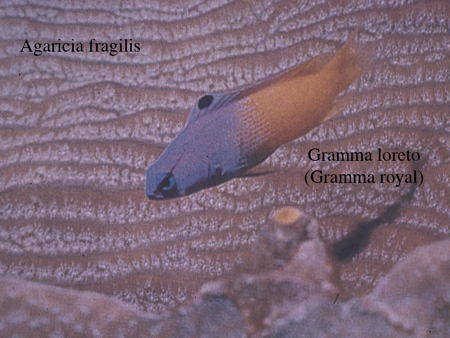 072.Agaricia fragilis2-1.jpg