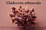 26Cladocora-arbuscula-1.jpg