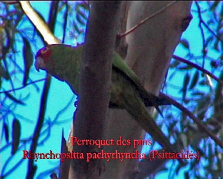 perroquet.jpg