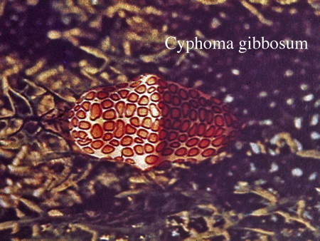 112Cyphoma gibbosum-1.jpg