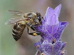 abeilles,cruiser osr,pesticides,mortalité des abeilles