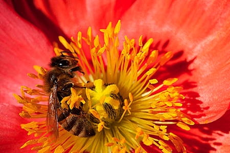 20-disparition-abeilles-1.jpg