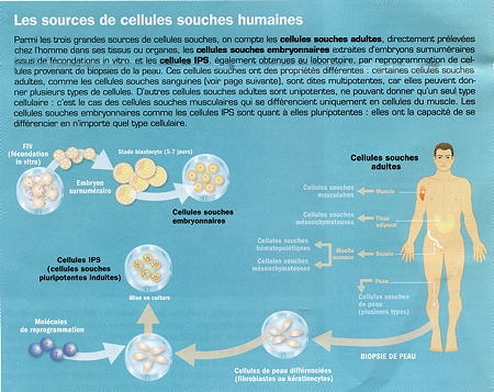 03-Cellules souches-1.jpg
