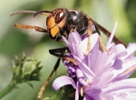 espèces invasives,frelon asiatique,abeilles,piègeage