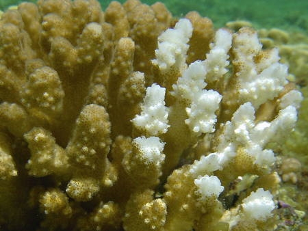corail-blanchi_01-1.jpg