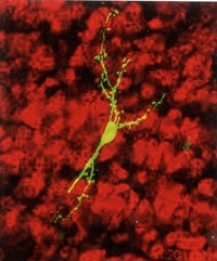 Neurone_200.jpg