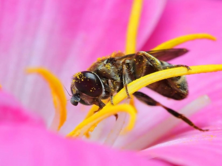 abeilles,interdiction néonicotinoïdes,insecticides neurotoxiques,AFP,