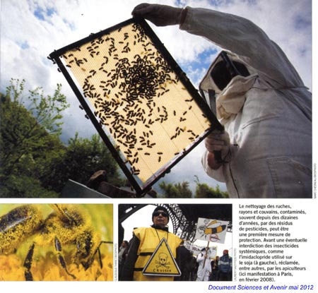abeilles,cruiser osr,pesticides,mortalité des abeilles