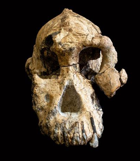 australopithecus anamensis,ancêtre de l'homme,michael greshko,national geographic