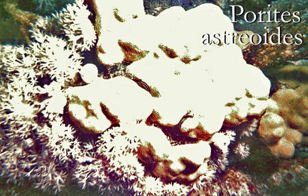042Porites astreoides1-1.jpg