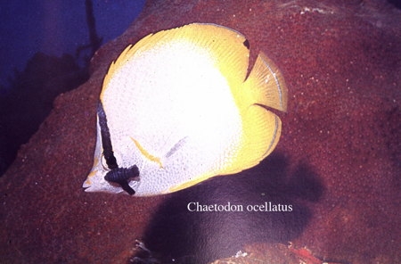 091Chaetodon ocellatus2-1.jpg
