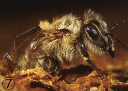 abeilles,pathologie des abeilles,nosema,gaucho