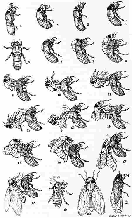 insectes,homoptères,cigale,cicadidés,cicadidae