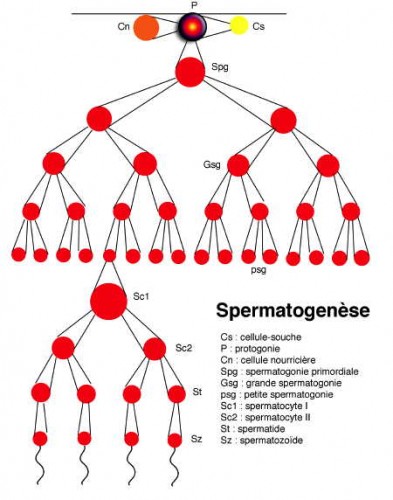 Fig_K_spermatogenèse1.jpg