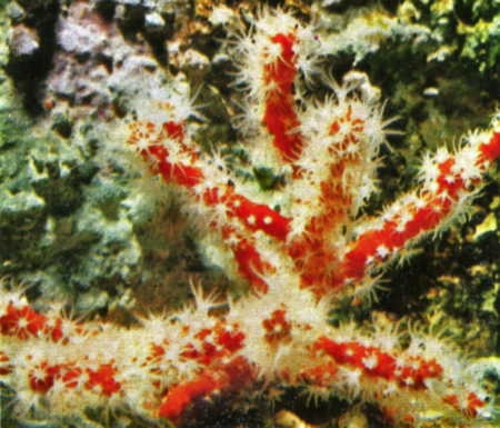 corail rouge3-1.jpg