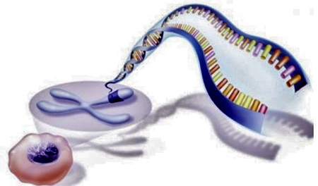 Structure-de-la-molécule-d'ADN-dans-les-chromosomes-450.jpg
