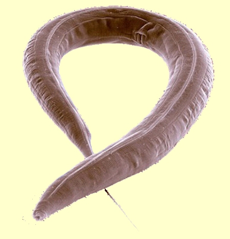 Caenorhabditis-elegans-blog.jpg