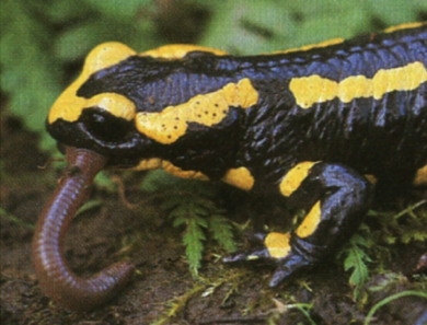 Salamandre-lombric-1.jpg