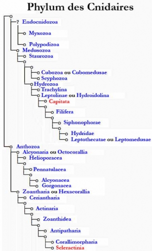 Phylogenèse Cnidaires2-1.jpg