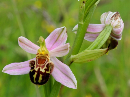 Ophrys-apifera--Ophrys-abeille-Pascal Collin-450.jpg
