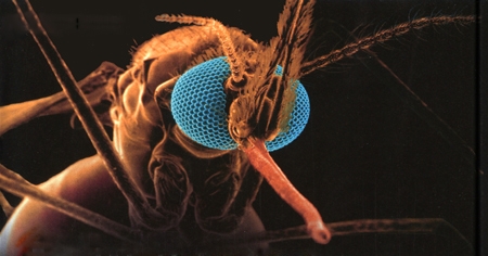 le monde,paludisme,plasmodium,anophèle,burkina faso,éradication,lâcher de moustiques mâles