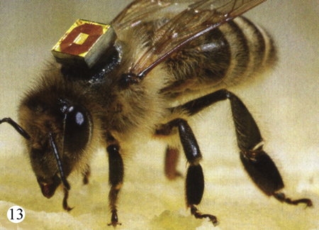 abeilles,pathologie des abeilles,nosema,gaucho
