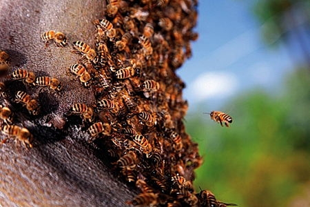 11-abeille-ouvriere-1.jpg