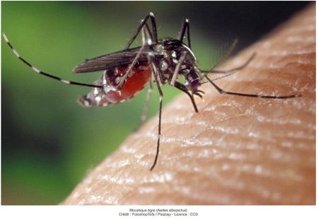Aedes-albopictus-450.jpg