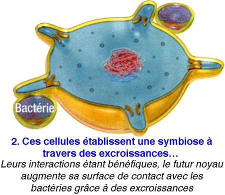 Cellule-eucaryote-2-450.jpg